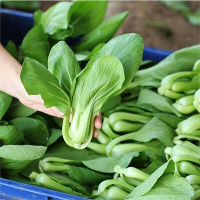 平湖飯?zhí)檬巢呐渌头?wù) 工廠食堂高效送菜解決方案