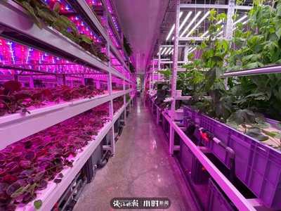 航天蔬菜杭州有同款，揭秘神奇植物工廠 人造陽光空氣，全程無農(nóng)藥的綠色革命